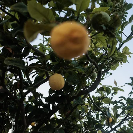 Evdokia-comfort Olive Yard With Aegean View Holiday home
