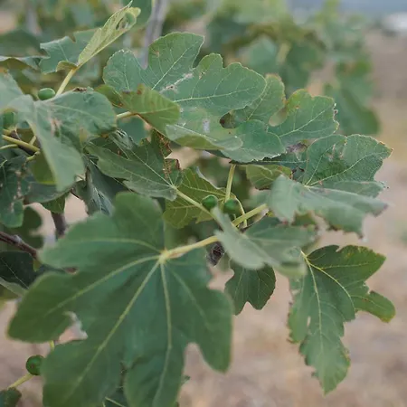 度假居 Evdokia-comfort Olive Yard With Aegean View